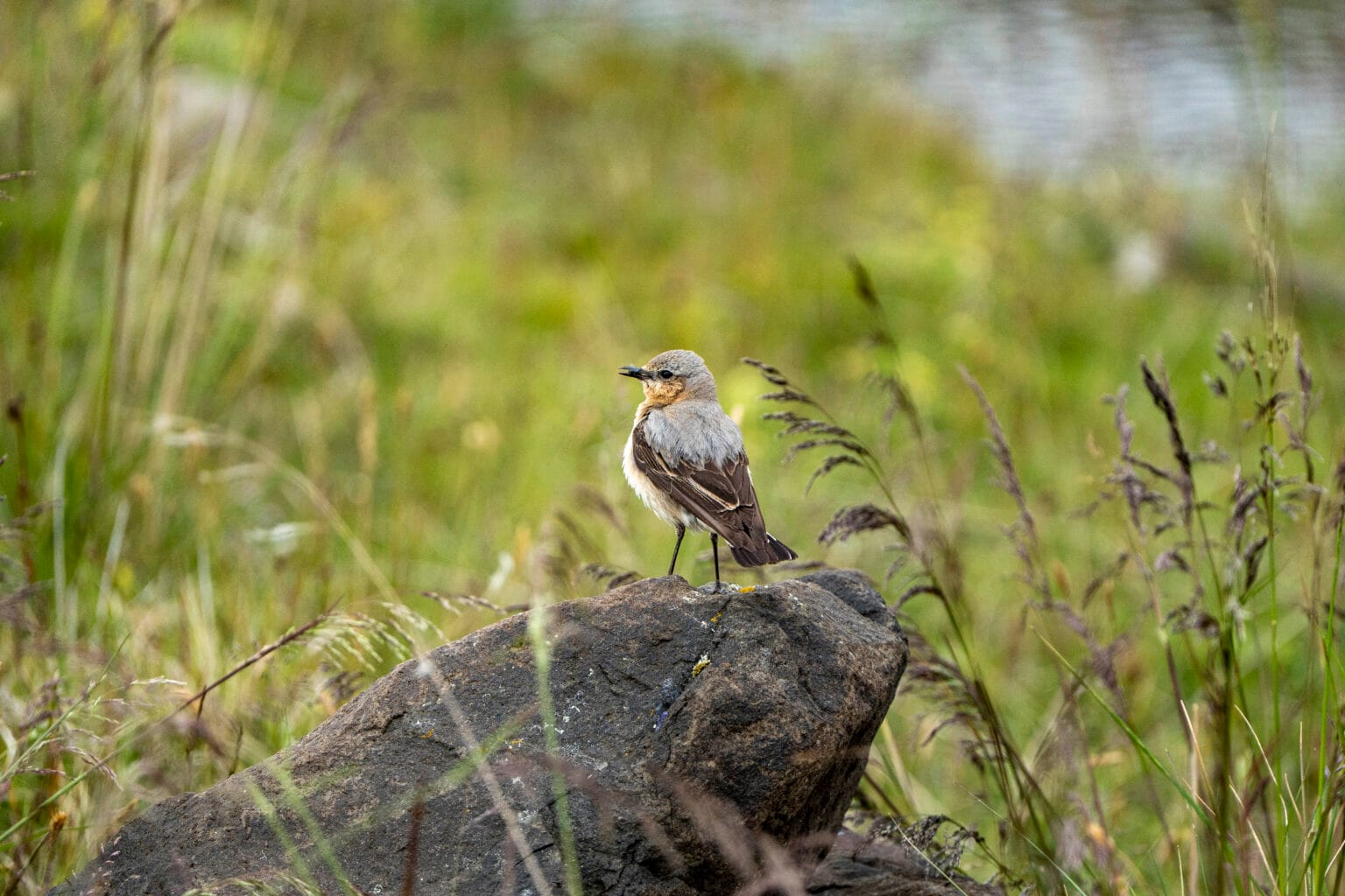 Island2025-66