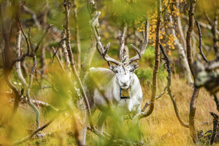 norwegenwebsite1_54