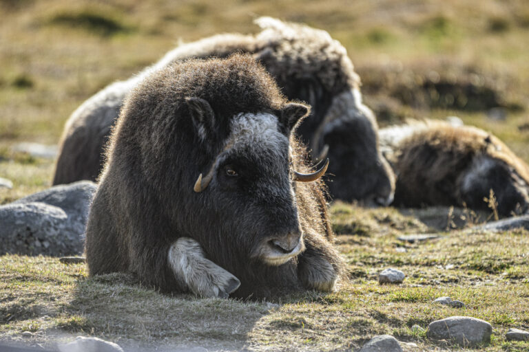 norwegenwebsite1_104