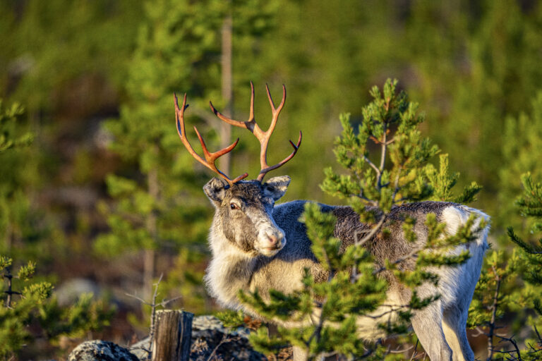 norwegenwebsite1_87